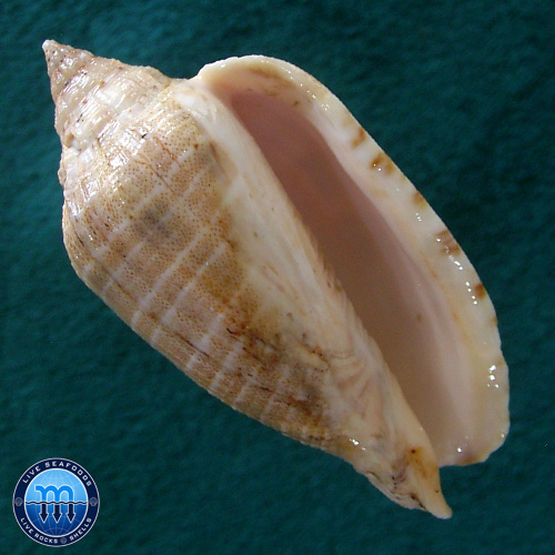 Voluta virescens Ligthfoot, 1786