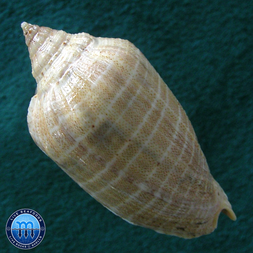 Voluta virescens Ligthfoot, 1786 - Imagem 2