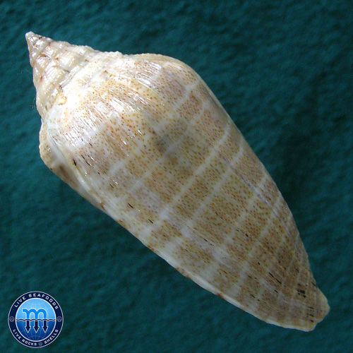 Voluta virescens Ligthfoot, 1786 - Imagem 3