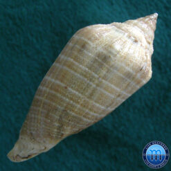Voluta virescens Ligthfoot, 1786 - Imagem 4