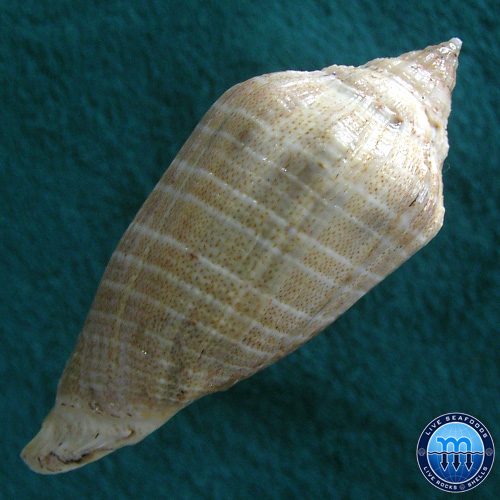 Voluta virescens Ligthfoot, 1786 - Imagem 4