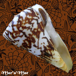Conus centurio Born, 1778