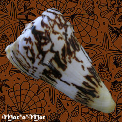 Conus centurio Born, 1778 - Imagem 2