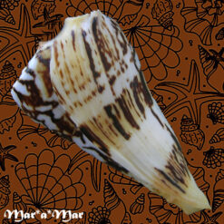 Conus centurio Born, 1778 - Imagem 3