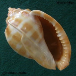 Phalium bandatum (Perry, 1811)