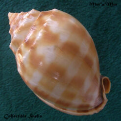 Alternative view of Phalium bandatum (Perry, 1811)