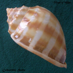 Phalium bandatum (Perry, 1811) - Imagem 3