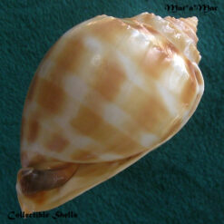 Phalium bandatum (Perry, 1811) - Imagem 4