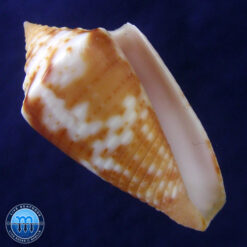Conus (Jaspidiconus) simonei Petuch & Myers, 2014