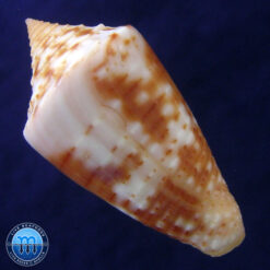 Conus (Jaspidiconus) simonei Petuch & Myers, 2014 - Imagem 2