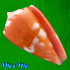 Conus mauricioi Coltro, 2004
