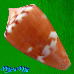 Alternative view of Conus mauricioi Coltro, 2004