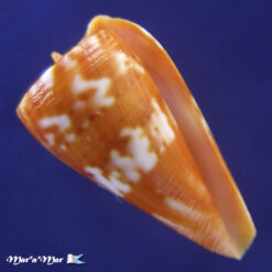 Conus carioca Petuch, 1986