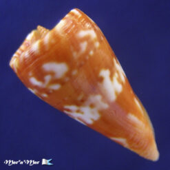 Conus carioca Petuch, 1986 - Imagem 3