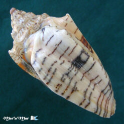 Voluta ebraea Linnaeus, 1758 - Imagem 3