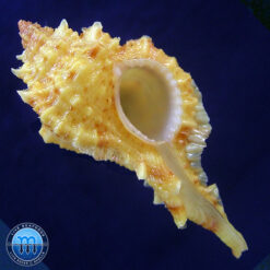 Siratus coltrorum E. Vokes, 1991