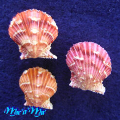 Argopecten noronhensis (E. A. Smith, 1885)