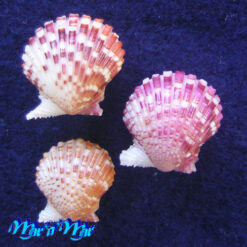 Argopecten noronhensis (E. A. Smith, 1885) - Imagem 2