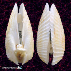 Alternative view of Cyrtopleura angelicalis Stakowian & Simone, 2024
