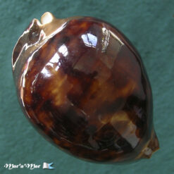 Cypraea stansbury thersites Gaskoin, 1849