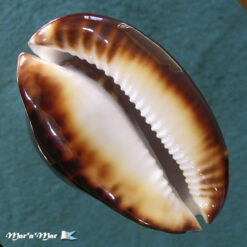 Cypraea stansbury thersites Gaskoin, 1849 - Imagem 4