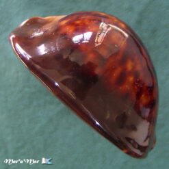 Cypraea stansbury thersites Gaskoin, 1849 - Imagem 3