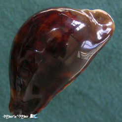 Cypraea stansbury thersites Gaskoin, 1849 - Imagem 2