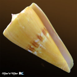 Conus riosi Petuch, 1986