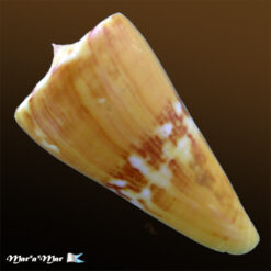 Alternative view of Conus riosi Petuch, 1986