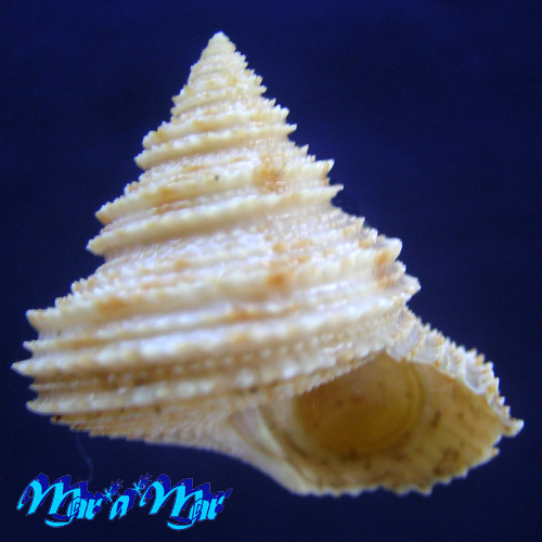 Calliostoma militaris Von Iheringe, 1907