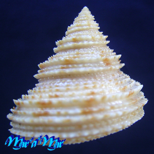 Calliostoma militaris Von Iheringe, 1907 - Imagem 2