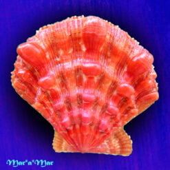 Nodipecten nodosus (Linnaeus, 1758)