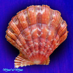 Nodipecten nodosus (Linnaeus, 1758) - Image 2