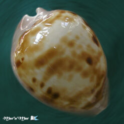 Cypraea venusta roseopunctata Melvill, 1888
