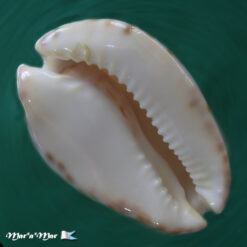 Cypraea venusta roseopunctata Melvill, 1888 - Imagem 2