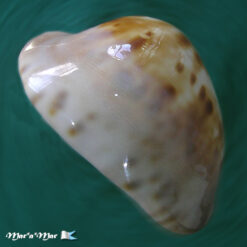 Cypraea venusta roseopunctata Melvill, 1888 - Imagem 3