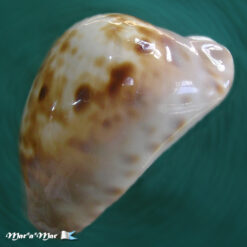 Cypraea venusta roseopunctata Melvill, 1888 - Imagem 4