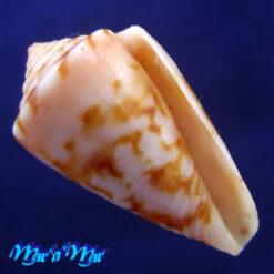 Conus neobrasiliensis (A. Monteiro, Crabos & D. Monteiro, 2025)