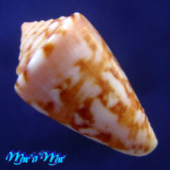 Alternative view of Conus neobrasiliensis (A. Monteiro, Crabos & D. Monteiro, 2025)