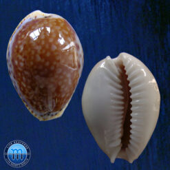Cypraea acicularis marcuscoltroi (Petuch, 2015)
