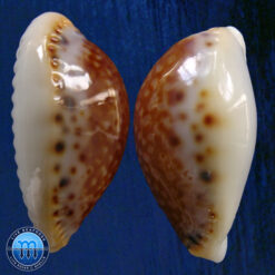 Alternative view of Cypraea acicularis marcuscoltroi (Petuch, 2015)