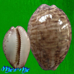 Cypraea (Luria) cinerea brasiliensis Lorenz & Hubert, 1993