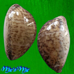 Alternative view of Cypraea (Luria) cinerea brasiliensis Lorenz & Hubert, 1993