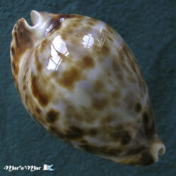 Cypraea friendii insulata Raybaudi, 1985