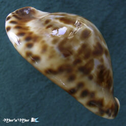 Cypraea friendii insulata Raybaudi, 1985 - Imagem 2