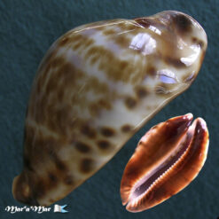 Cypraea friendii insulata Raybaudi, 1985 - Imagem 3