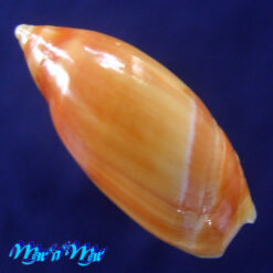Amalda dimidiata (G. B. Sowerby II, 1859) - Imagem 2