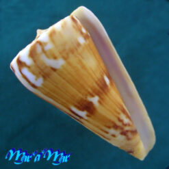 Conus riosi Petuch, 1986
