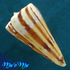 Conus riosi Petuch, 1986 - Imagem 3