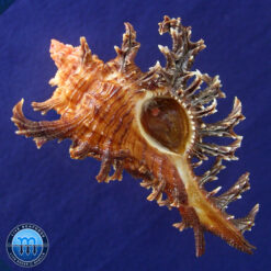 Chicoreus spectrum (Reeve, 1846)